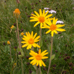 Arnica – Shock, trauma y fracturas –