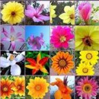 Los 12 mandamientos de las flores de Bach