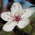 Cherry Plum, la intuición y Dionisos.