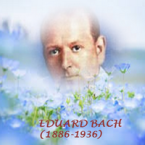 Los mensajes de las Flores de Bach. Parte I