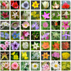 Los mensajes de las Flores de Bach 1era. Parte