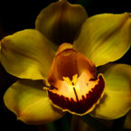 La sexualidad y las esencias florales – Parte IV –