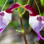 La sexualidad y las esencias florales – Parte III –