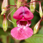 Reflexiones sobre Impatiens.
