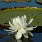 Victoria Regia