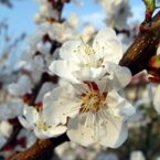 Los Tipos de Respuesta al Tratamiento Floral-Parte I-