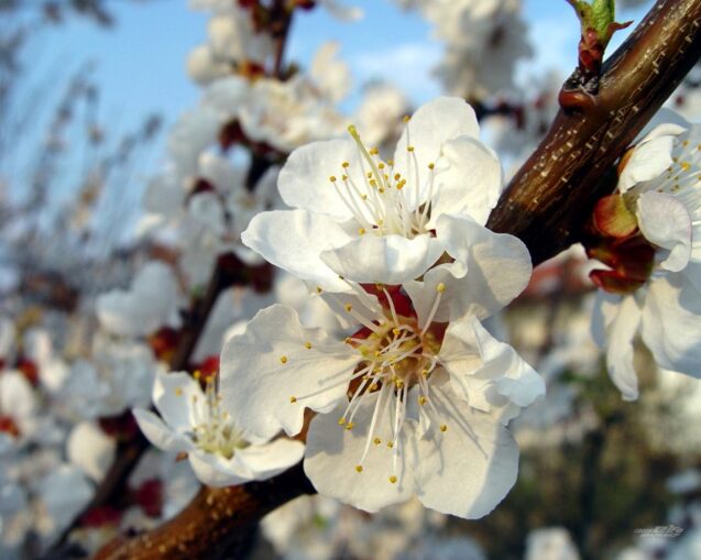 Tipos Florales de Obsesión